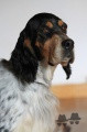 Setter Anglais FALBALA DU MILOBRE DE BOUISSE Setter Anglais FALBALA DU MILOBRE DE BOUISSE